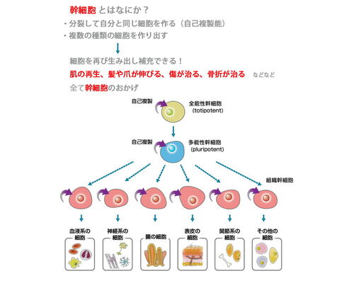 幹細胞