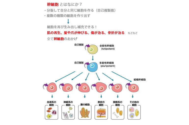 幹細胞