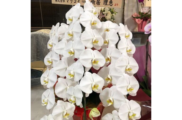お祝いの花